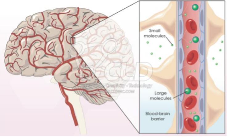 Mikrogliák – Agyunk központi hírszerzői