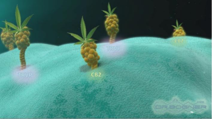 20. ábra - neuroprotektív CB2 receptorok kezdenek kifejeződni, ha gyulladás van az agyban. Ha aktiválódnak, a rohamok abbamaradnak és az autista viselkedés javulásnak indul. A tapasztlati bizonyítékok egyszerűen bámulatosak!