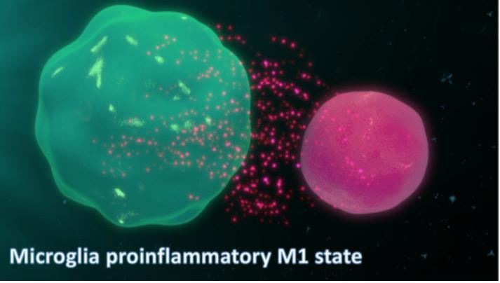 6. ábra – Mikroglia (bal) gyulladásfokozó citokineket bocsát ki