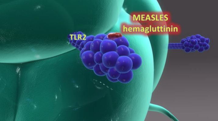 10.b. Ábra – ebben a példában egy kanyaróvírus részecskéje csatlakozik a mikroglia TLR2 receptorához, így kiváltva az M1 fázisba alakulást.