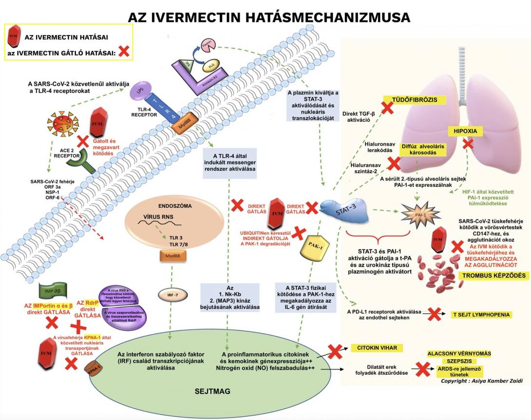 A NATURE közlés vezető ábrája magyarul.