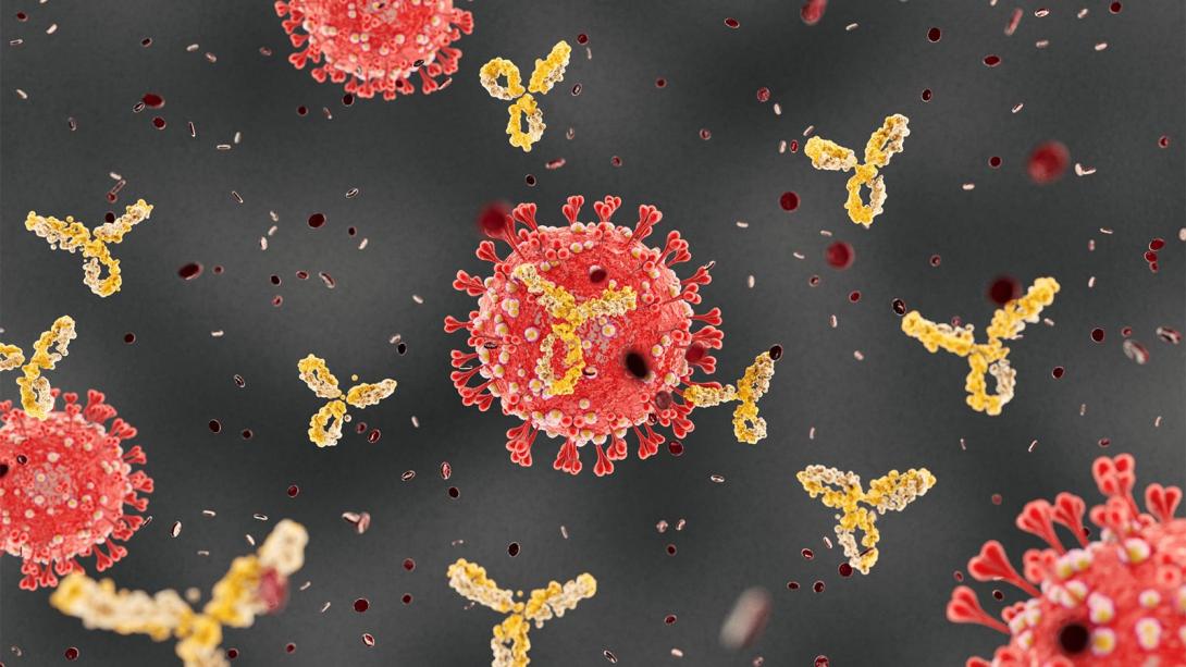 Az antitestdependens hatás veszélyei